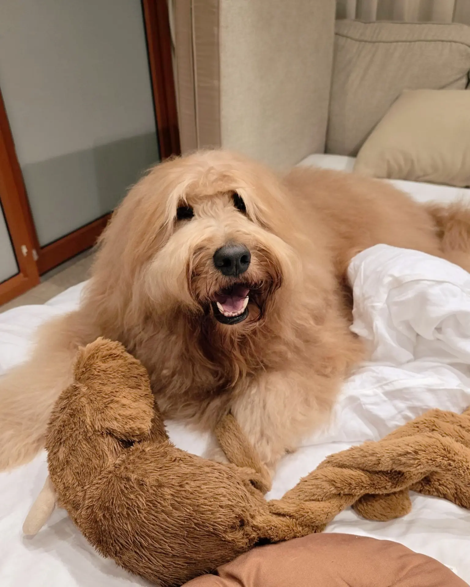 Dogs sleeping & resting with a caretaker at night