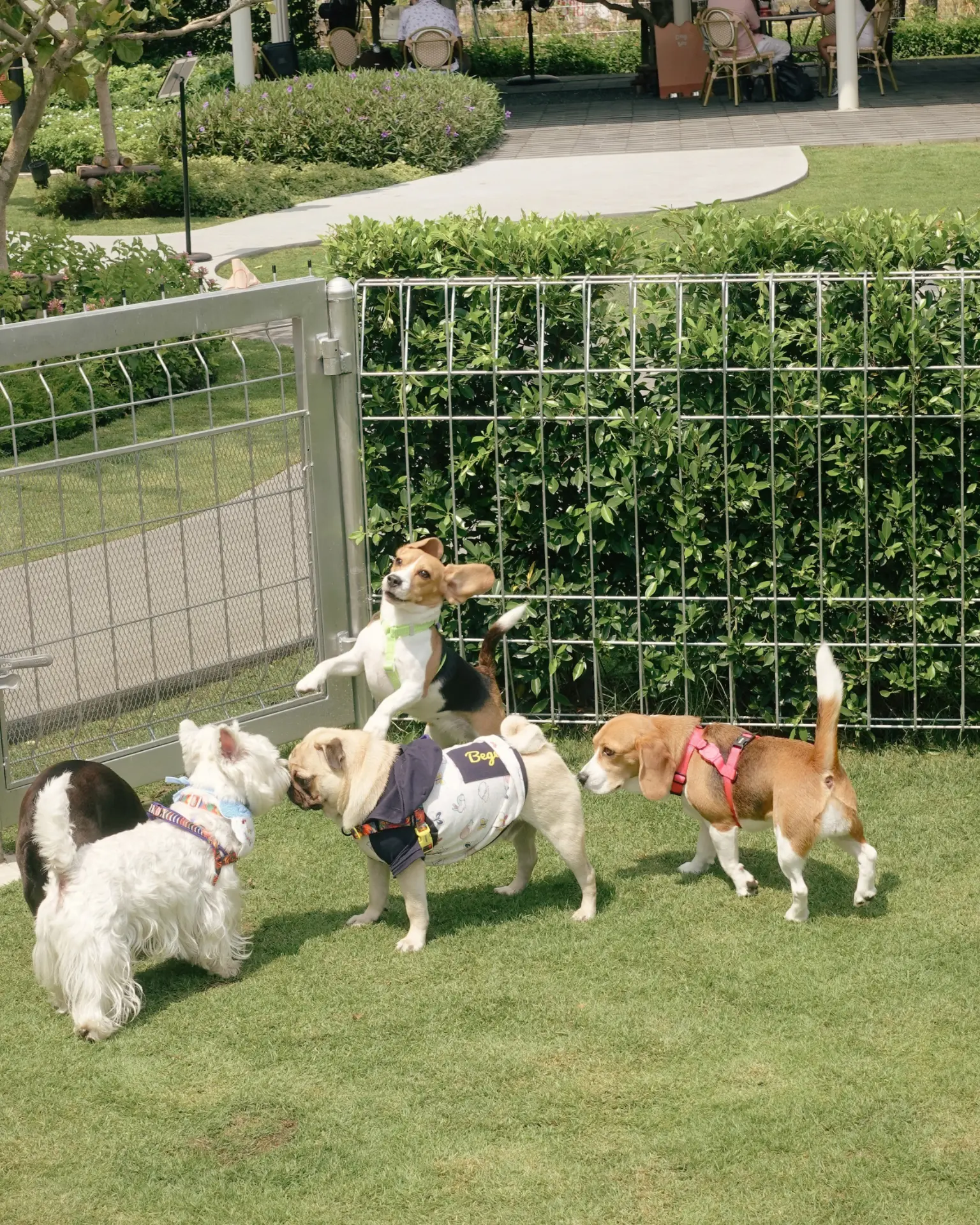 Dogs playing