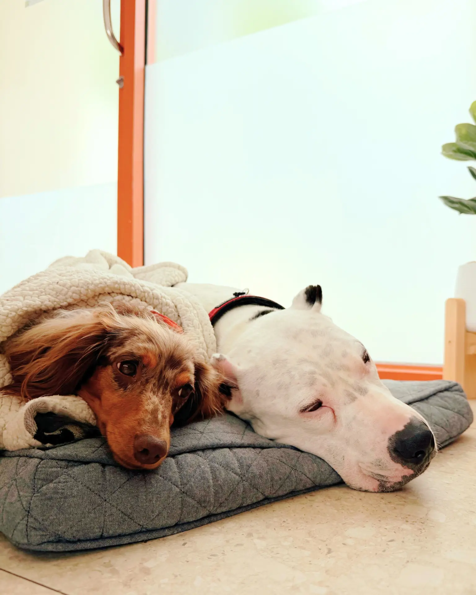 Sleepy dog