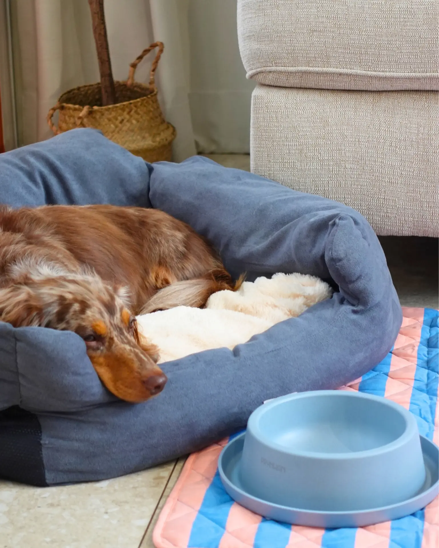 Dogs relaxing indoors