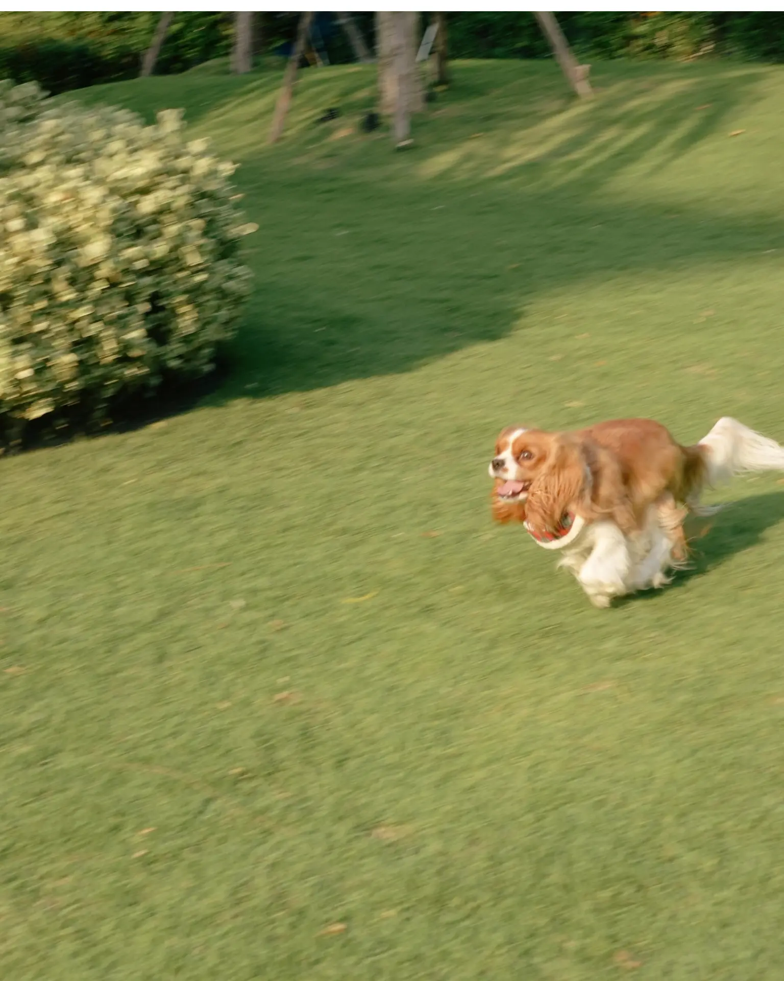 Dog running in the garden