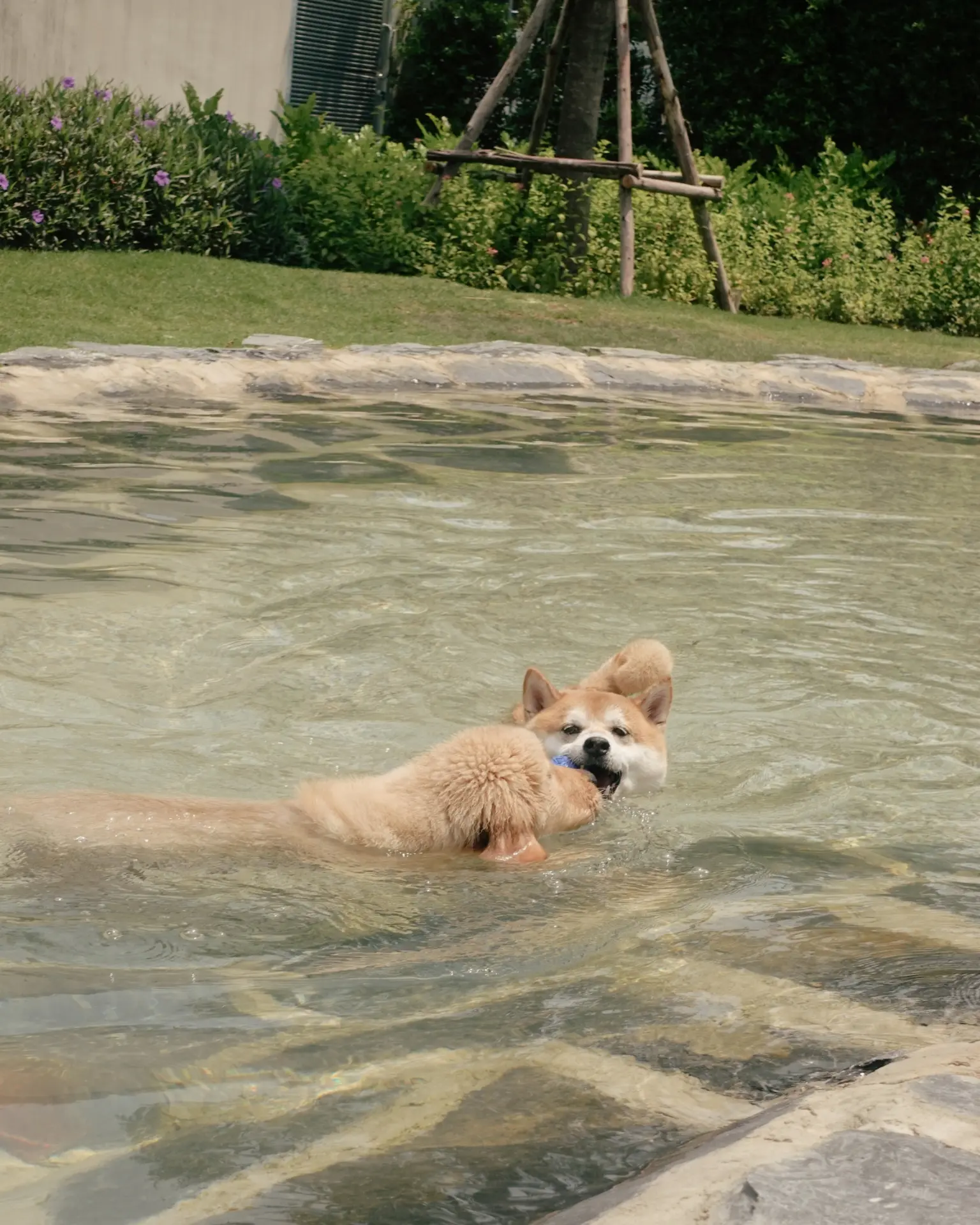 Pool / play moment