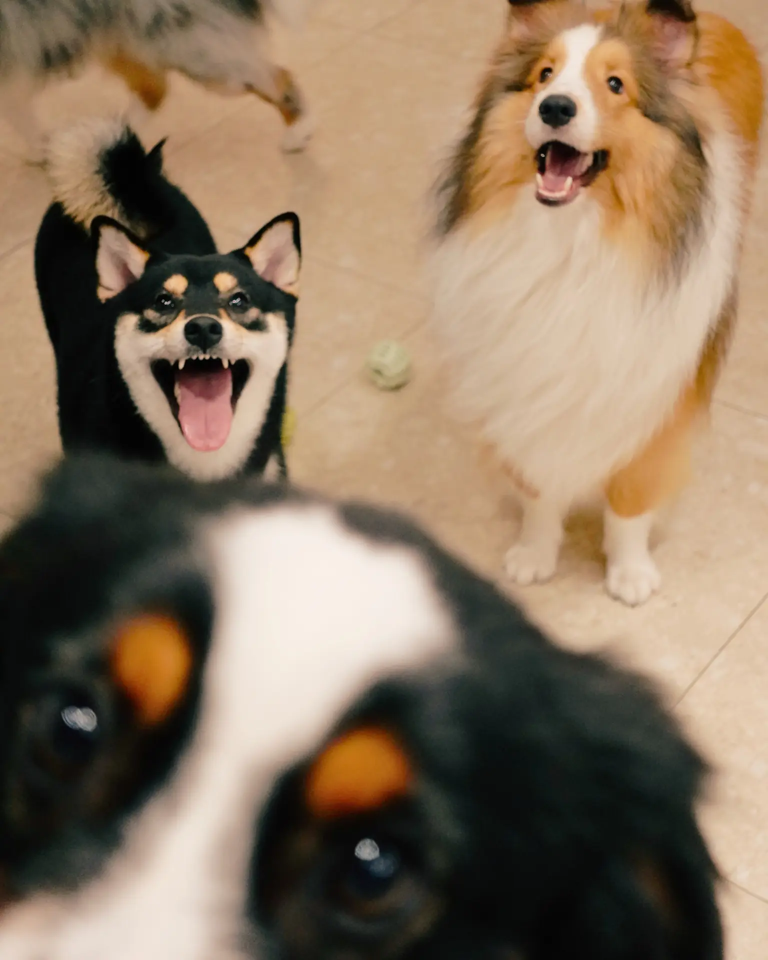 Hero — your favourite HUND daycare moment