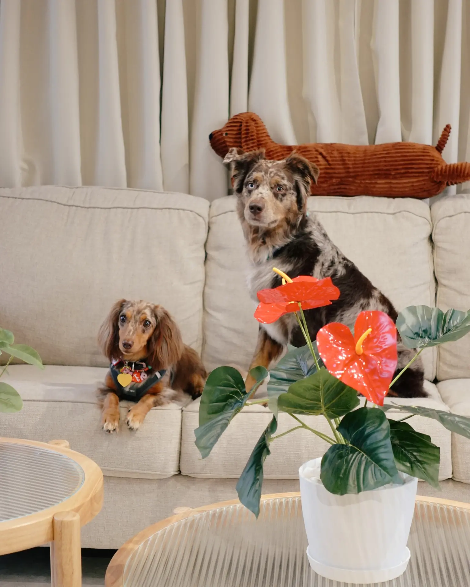 Dogs sleeping on the sofa